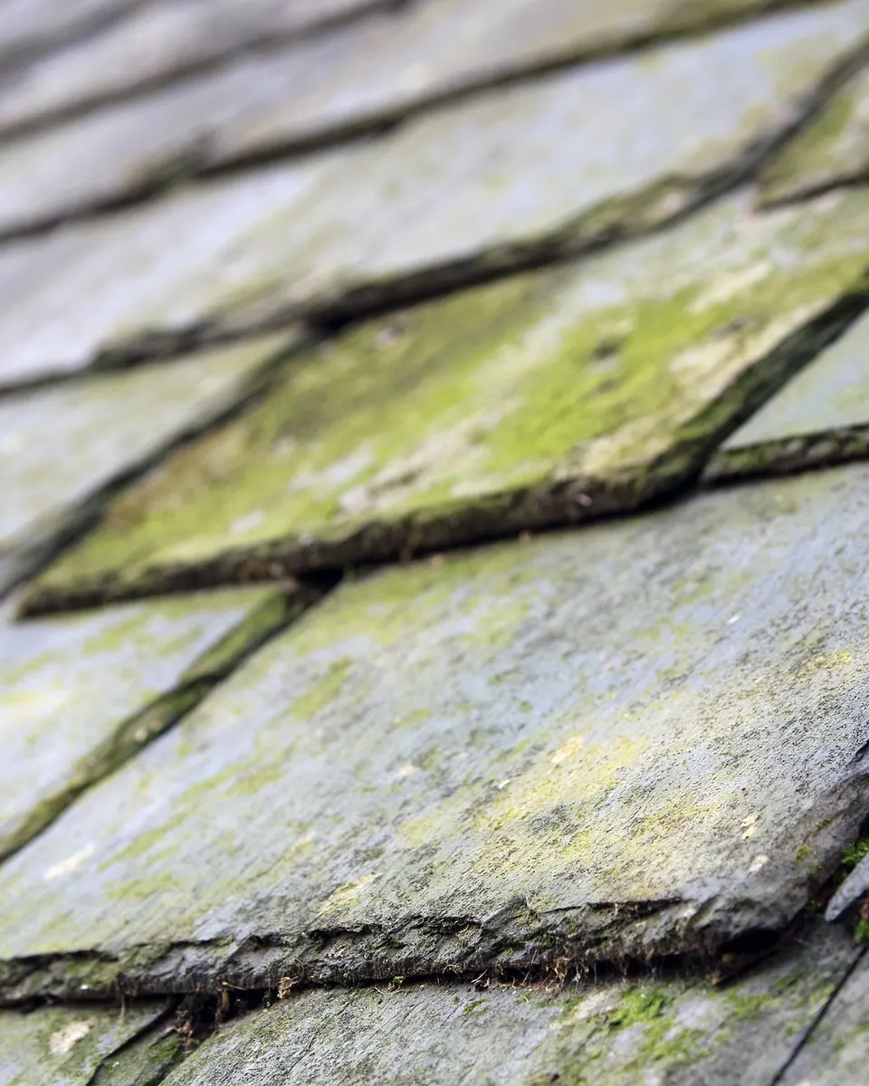 Moss Removal in the Highlands