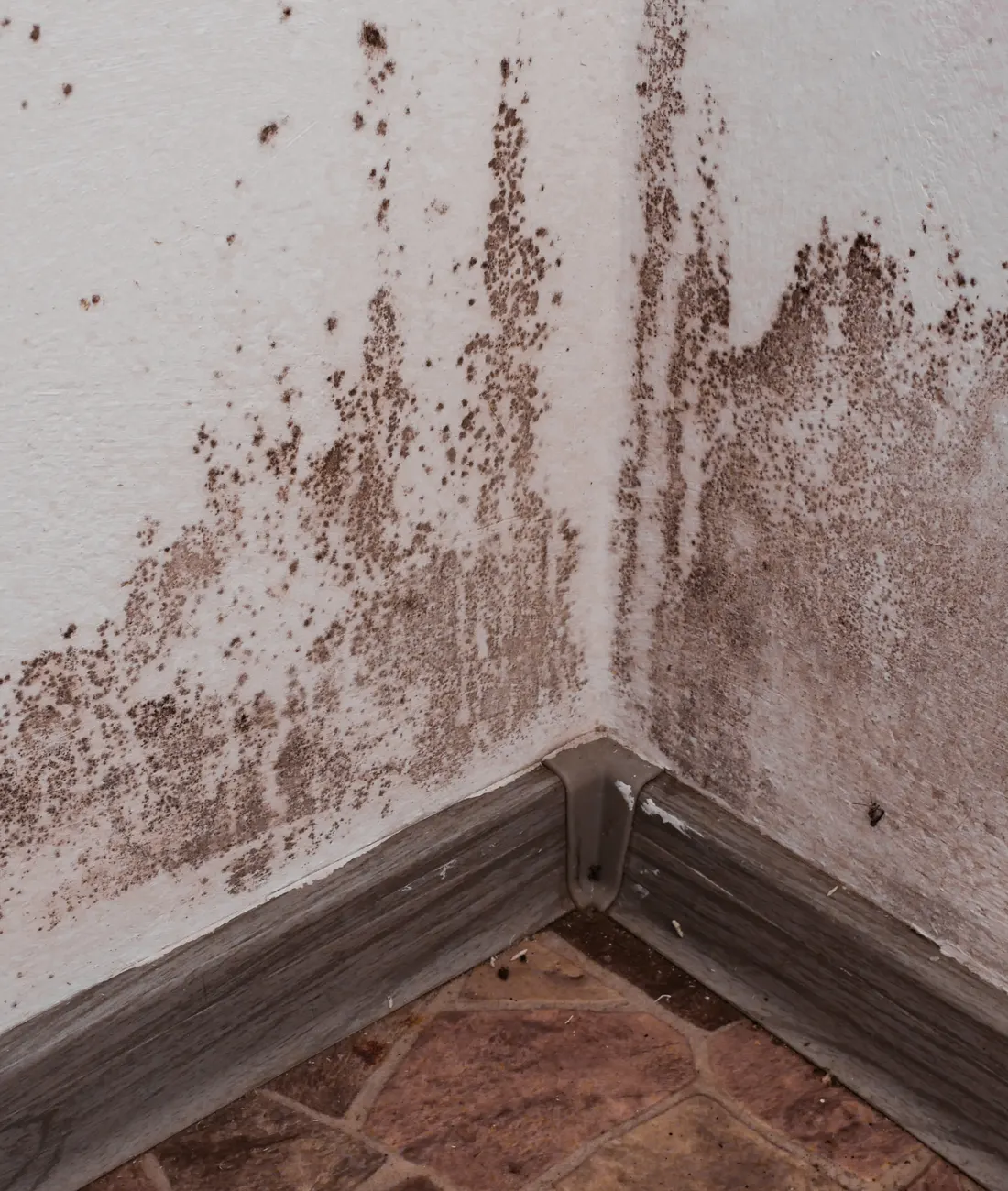 Damp and mould along the bottom of a wall