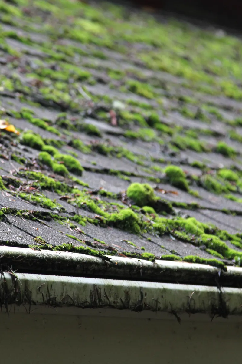 Moss across a roof slope above the guttering