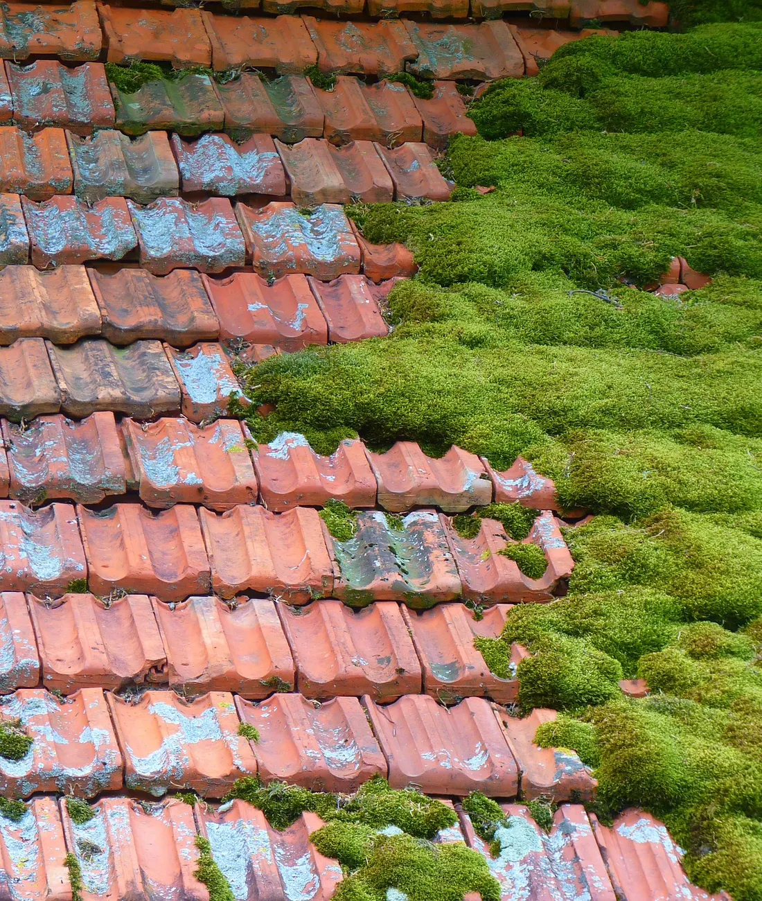 Thick moss growing over clay roof tiles